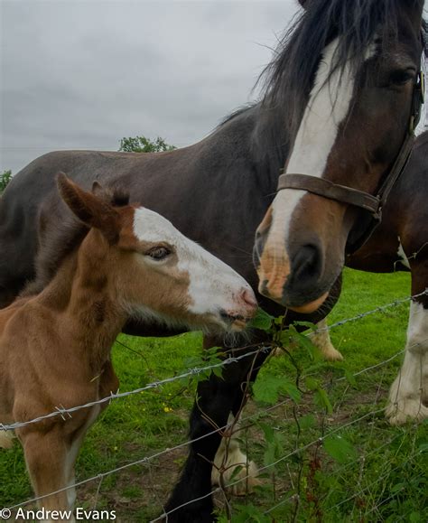 Shire Horse foal in Herefordshire | Horses, Shire horse, Herefordshire