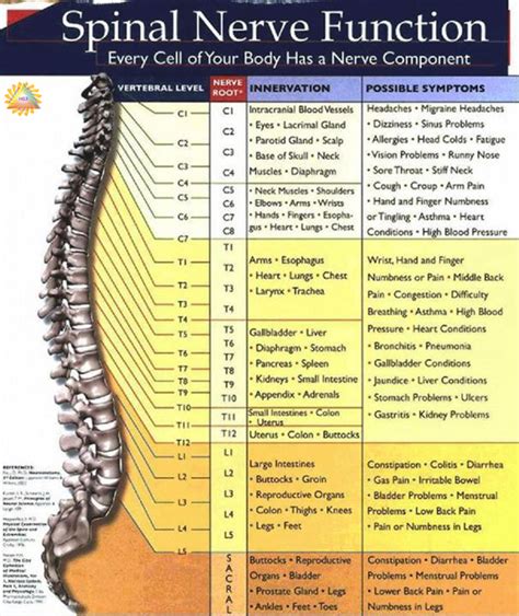 Spinal Nerve Function Chart - StudyPK