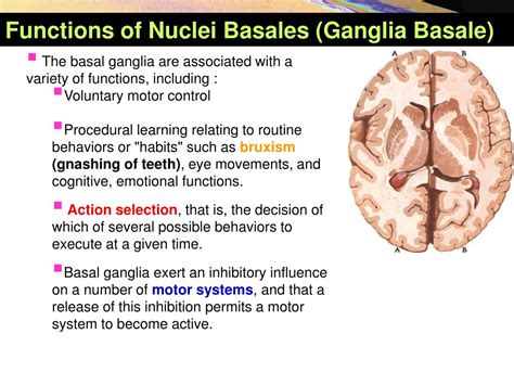 PPT - Basal Nuclei (Ganglia) PowerPoint Presentation, free download ...