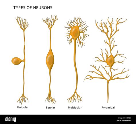 Ilustración que muestra los 4 tipos de neuronas. De izquierda a derecha ...