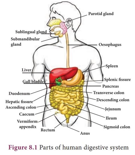 Diagram Of Digestive System Simple Digestive System Diagram, 51% OFF