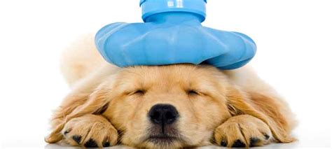 Dog colds: The Causes, Symptoms, and some Natural Remedies – Relievet