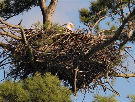 An eagle's nest can weigh as much as two tons - Virtual University of ...