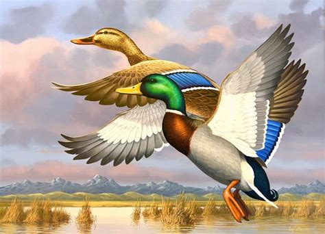 Winner of 2016 Waterfowl Stamp Art Competition Revealed