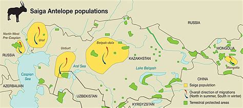 Popuation-map-saiga-antelope – Saiga Conservation Alliance