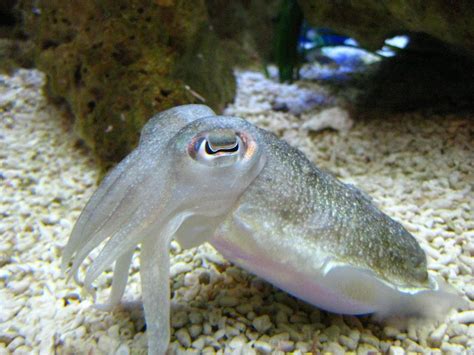 Look at this cute cuttlefish, blending in with the background ...