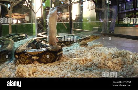 Snake eating mouse Stock Videos & Footage - HD and 4K Video Clips - Alamy