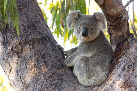 How Koalas in Australia Are Impacted by the Wildfires—And What You Can ...