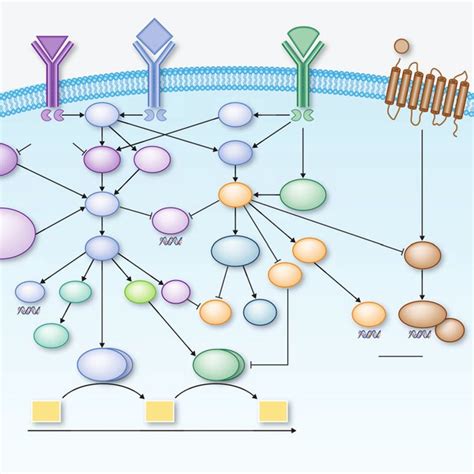 Structure and key features of a protein kinase catalytic domain ...