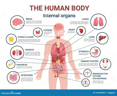 Set Of 9 Human Organs In Cartoon Style: Brain, Kidneys, Liver, Lungs ...