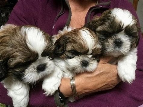 Shih Tzu Puppies For Sale | Atlanta, GA #263608 | Petzlover