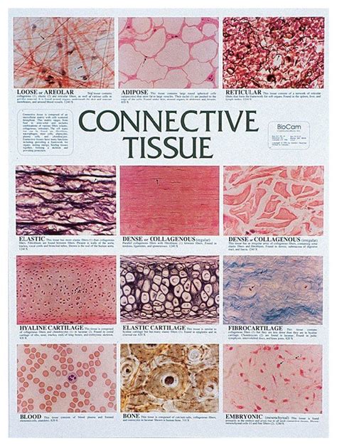 Connective Tissue Chart - Education Supplies, Classroom Charts and ...