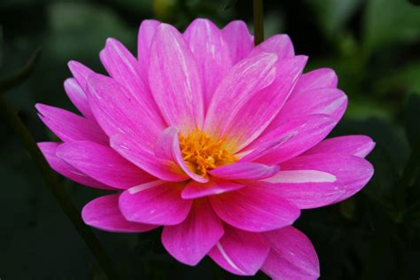 Beautiful Pink Flower | Flowers| Free Nature Pictures by ForestWander ...