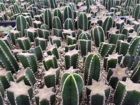 Cactus Propagating – Little Spikes Online