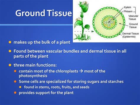 PPT - Structure and Function in Living Systems PowerPoint Presentation ...