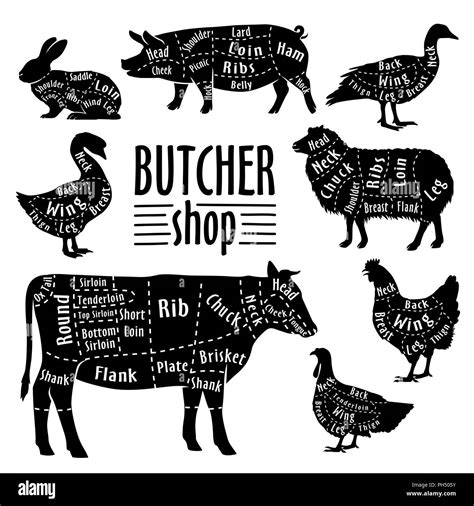 Cut of animals meat, diagram for butcher. Meat cut set Stock Vector ...