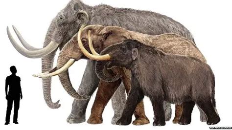 10 Interesting Mammoth Facts | My Interesting Facts