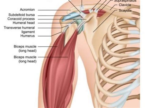 Oscuro Contribuyente águila shoulder tendon anatomy Compositor quemado pala