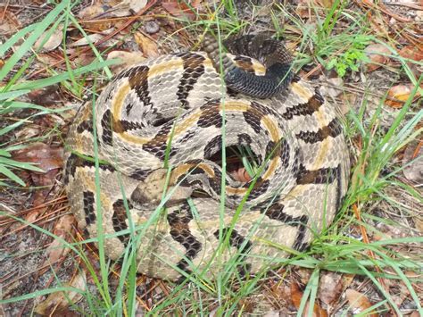 Timber Rattlesnake – Florida Snake ID Guide