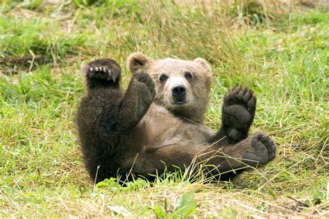 Brown Bear - Ursus arctos - NatureWorks