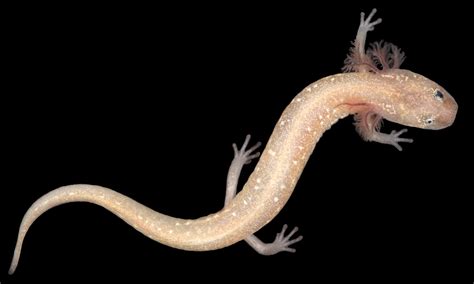 Scientists discover three new species of salamander in Central Texas ...