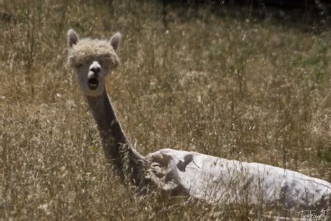 Funny alpaca pictures 2012 - ONLINE NEWS ICON