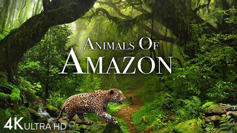 Animals of Amazon 4K - Animals That Call The Jungle Home | Amazon ...