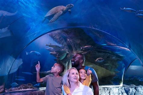 SEA LIFE Minnesota Aquarium Admission at the Mall of America 2024 ...