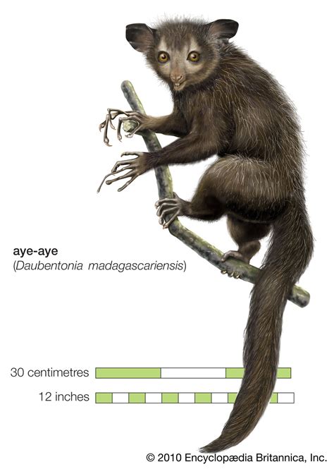 Aye-aye | Diet, Habitat, & Facts | Britannica