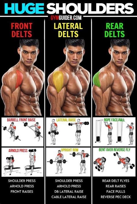 Deltoid Muscle Exercises