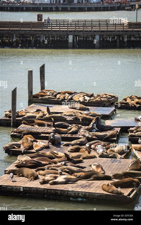 San Francisco sea lions Stock Photo - Alamy