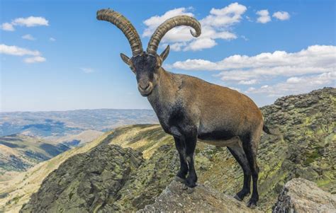 Threatened mountain goat gets help from the skies - BBC News