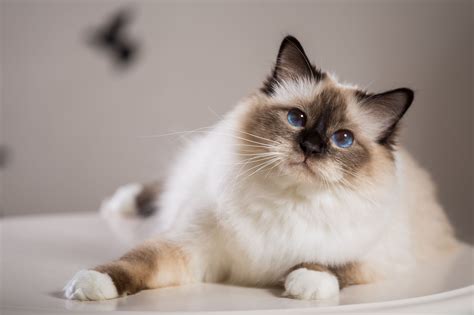 Birman: Cat Breed Profile, Characteristics & Care