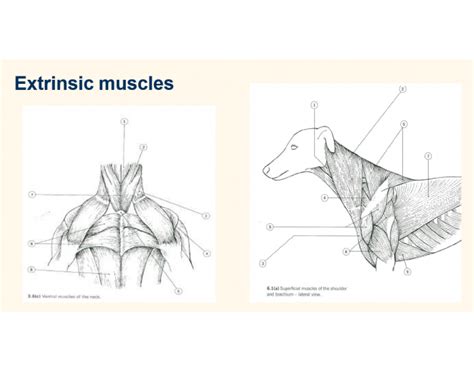 Extrinsic Muscles: Anatomical Diagrams Quiz