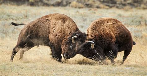 How to Photograph Wildlife in Yellowstone National Park - Introduction ...