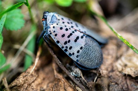 All About Spotted Lanternflies - Dodson Pest Control