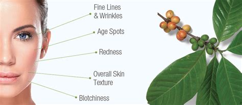 Coffeeberry Extract: Health Benefits 'Good for Skin' | Being Like