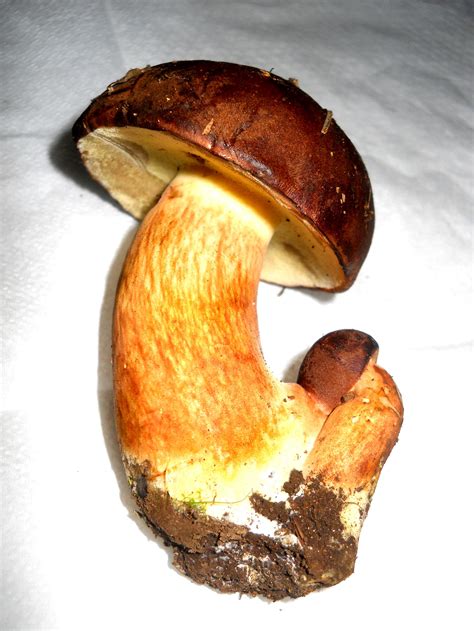 Porcini mushroom by FuriarossaAndMimma on DeviantArt