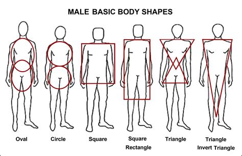 More male body shapes | Male body shapes, Body types chart, Body type ...