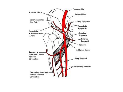 External iliac artery | Arteries, Anatomy and physiology, Deep