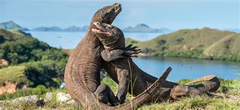 Komodo Island inevitable destination | Flores | Authentic-Indonesia