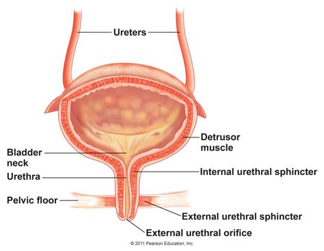 human physiology - How does the bladder transition from releasing urine ...