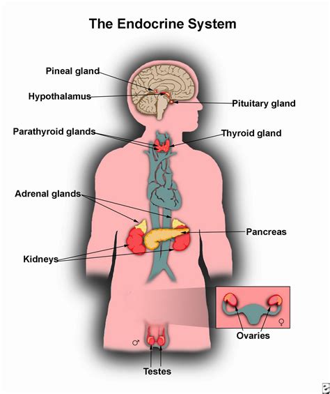 www.iamjasim.blogspot.com: Hormones and Health