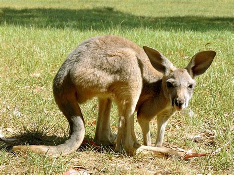 Free photo: Kangaroo, Marsupial, Joey - Free Image on Pixabay - 165051