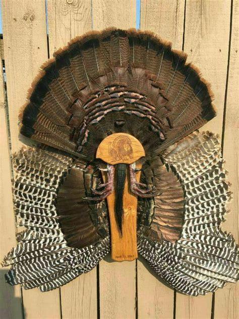 Turkey tail/wing mount.