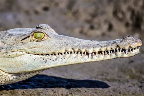 Alligator Teeth Explained: Facts, Cost, and More!