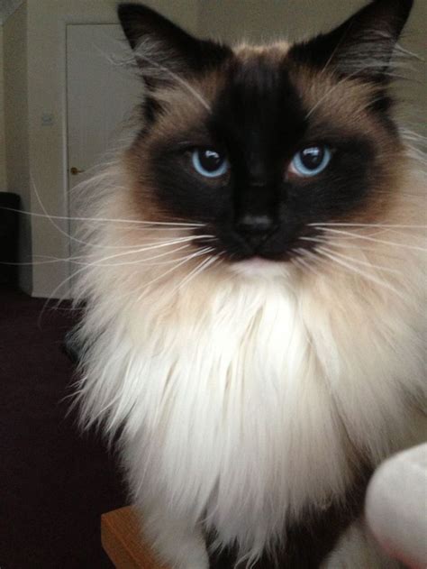 Ragdoll - Most Affectionate Cat Breeds | Ragdoll cats for sale, Ragdoll ...