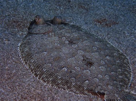 A Guide to the Different Types of Flatfish in the Ocean - American Oceans