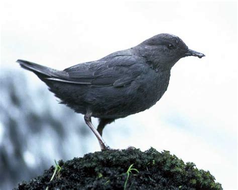 The amazing Dipper (bird) | Facts About All