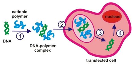 Gene transfer